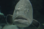 Hello, big fish