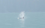 Orca by Bruce Bell