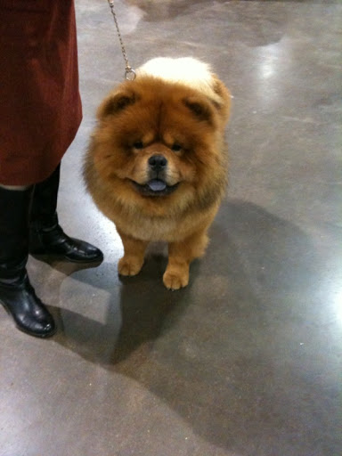 I'm so pleased to have won best of breed!  It's fun whether you win or lose, but winning is the best!