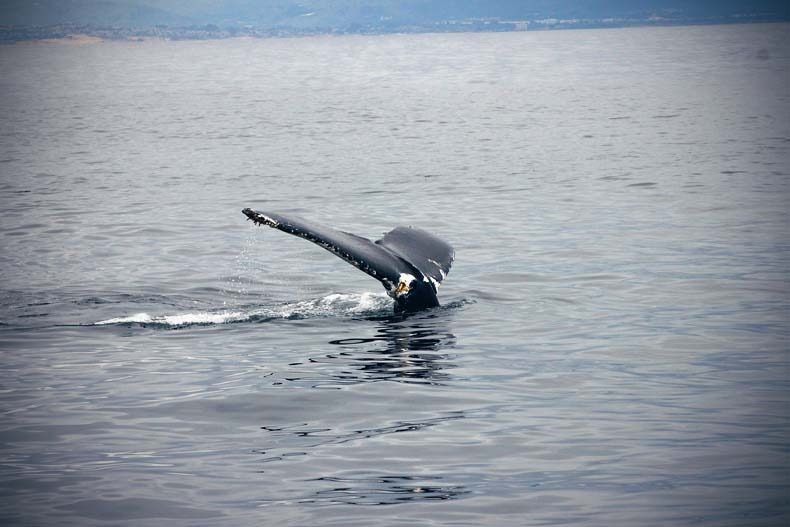 [whale5.jpg]