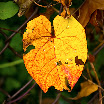 Leaf in fall.jpg