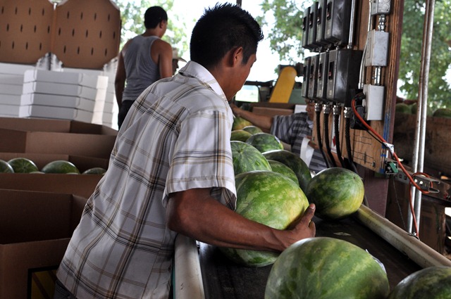 [watermelons%252011%25200705%2520%252836%2529%255B4%255D.jpg]