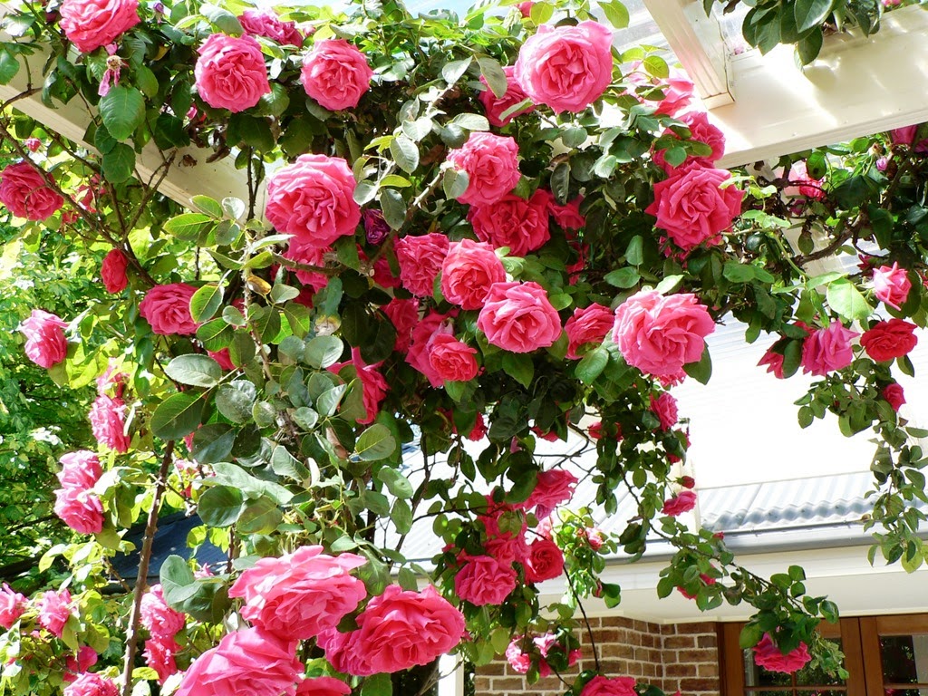 [Rosa%2520Maria%2520Callas%255B3%255D.jpg]