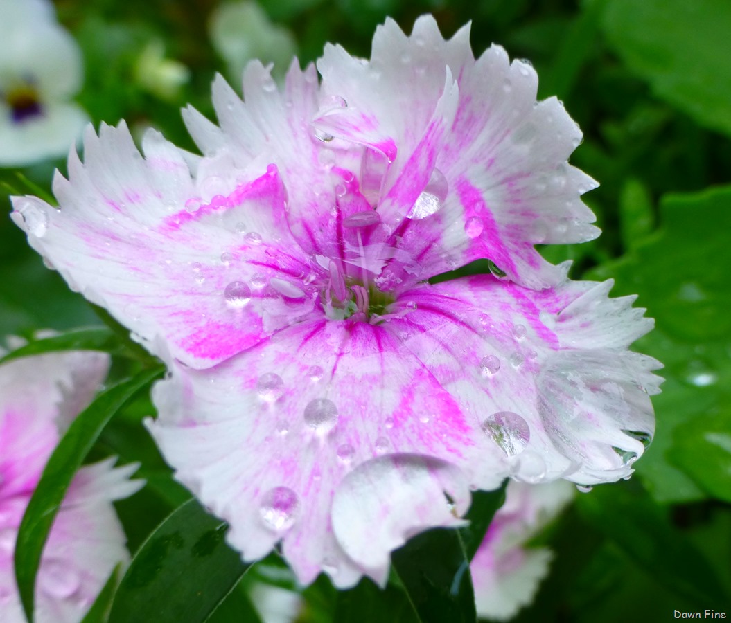 [flowersbirds_10614.jpg]