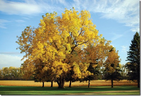fall walnut tree