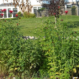 Melissa Jones Schoolyard Habitat Garden
