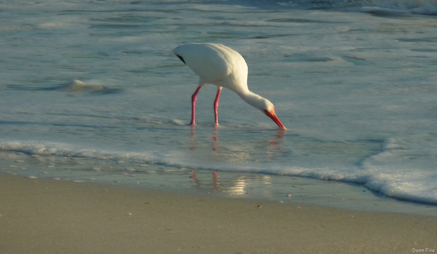 [Sanibel_026%255B4%255D.jpg]