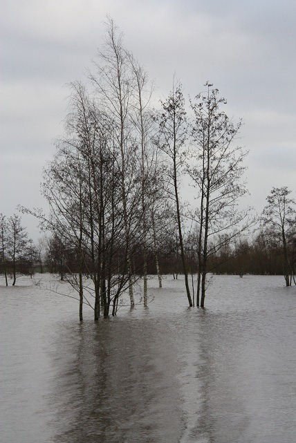 [berkenbos%255B3%255D.jpg]