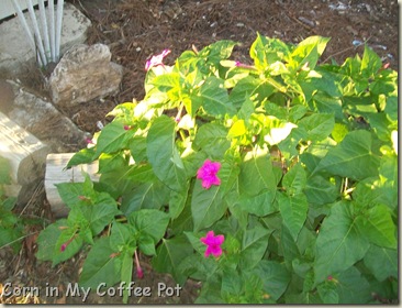 Garden stuff - Nov 2011- Fall mushroom 031