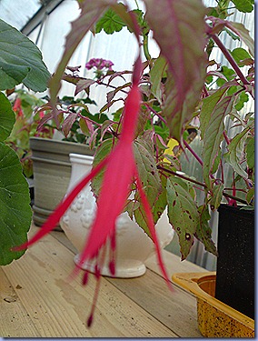 DSC00811