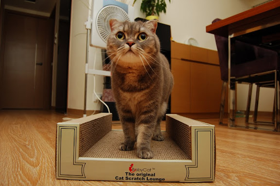 ok 喎, 等我行個 catwalk 先