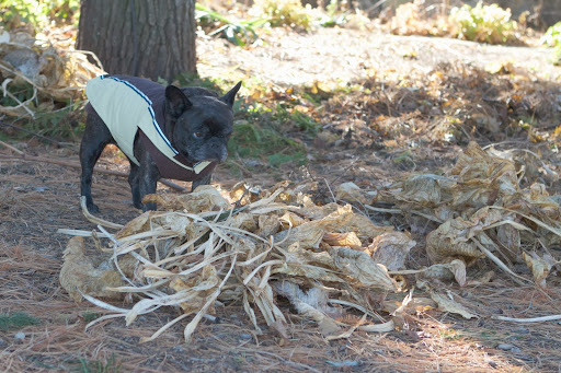 You're right, Sharkey. Martha's Thanksgiving guests will be walking past this garden and it's good to see it being trimmed up of dead growth. You're right, Sharkey. Martha's Thanksgiving guests will be walking past this garden and it's good to see it being trimmed up of dead growth.
