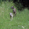 course de Lévriers