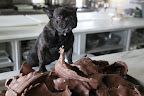 And that is that chocolate contains both theobromine and caffeine - both of which are toxic to dogs.  So, there's not too much that we can enjoy about this chocolate.  Strange job, if you ask me!