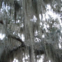 Spanish Moss