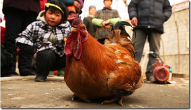 Gallogallina2012