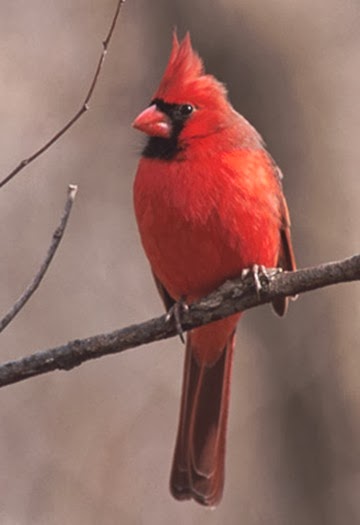 ncardinal male