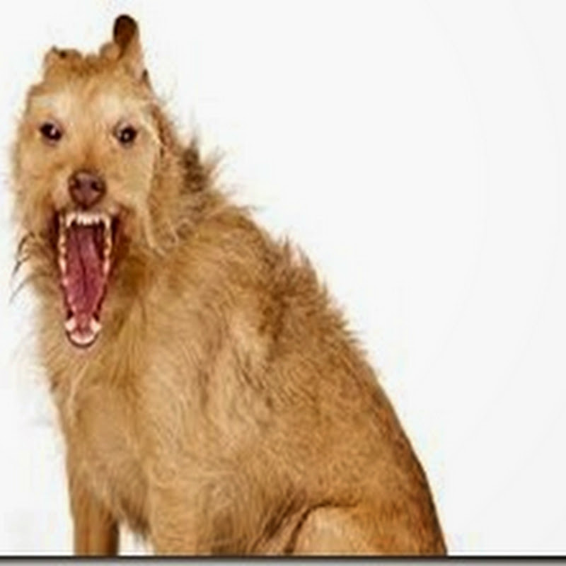 Animals that do and don’t transmit Rabies | MedicoTips.Com