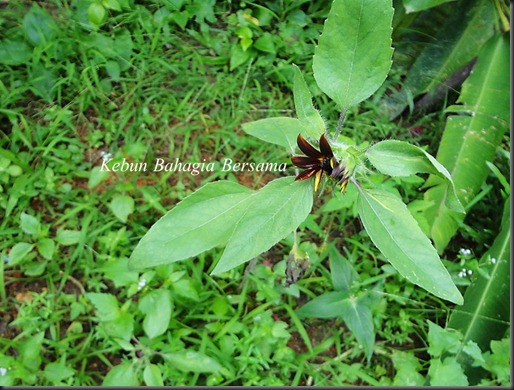 Sunflower opening bloom