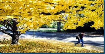 ginko in fall