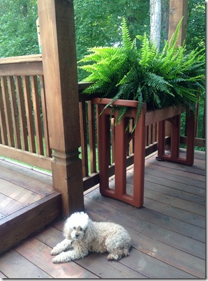 Peaceful coffee on the deck