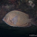 P5128138
