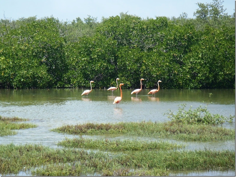 021l fuenf flamingos