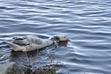 DSC_0200.JPG