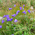 Blue Bells Pgphoto