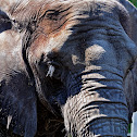African Elephant