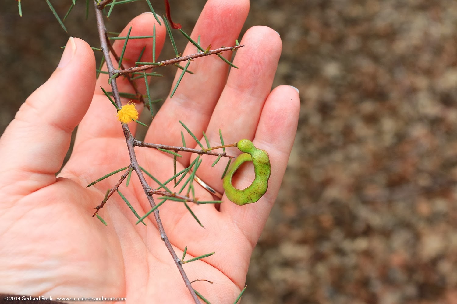 [140301_UCD_Arboretum_Acacia-rigens_0001%255B5%255D.jpg]