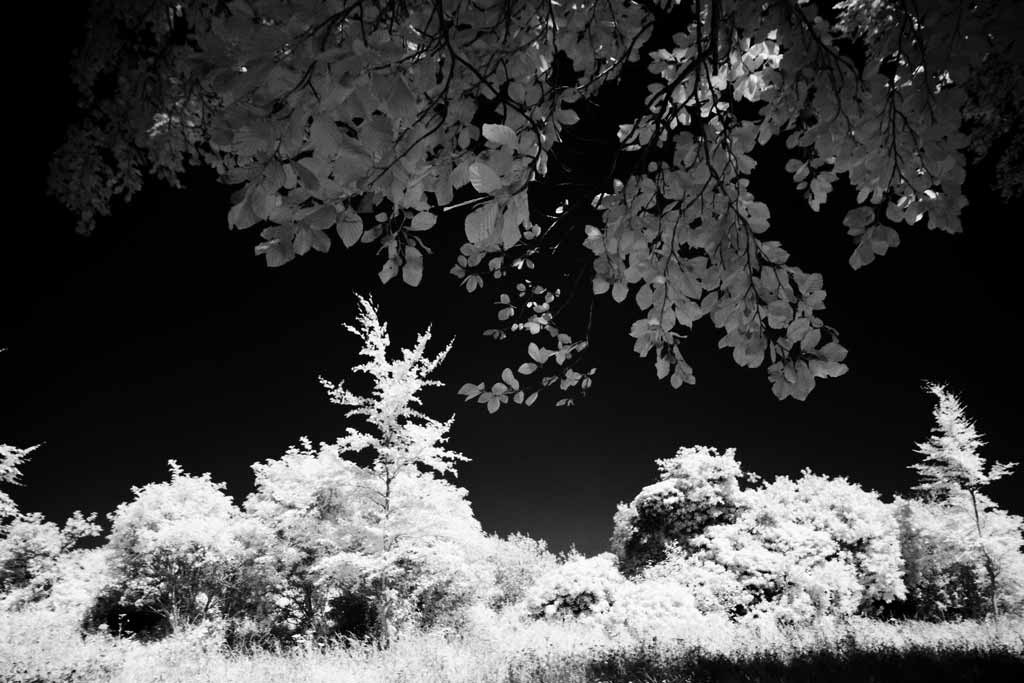 [The-Trees-5%255B26%255D.jpg]