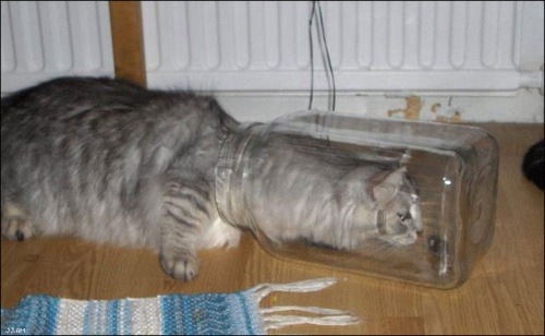 [strange-cats-expain-that-enhanced-buzz-5014-1334168580-54%255B2%255D.jpg]