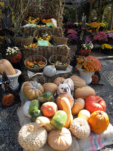 How do I look amidst all of these unusual pumpkins and gourds?