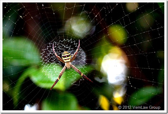 Spider_Andy_2_201012_IMG_0229