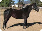 Magic, from Ventura County, California.
The regal purebred Ms. Magic needs to be adopted right away. See link to her info at end of blog post. Magic, from Ventura County, California.
The regal purebred Ms. Magic needs to be adopted right away. See link to her info at end of blog post.