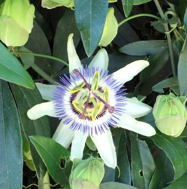 [Passion%2520flower%2520vine%25204-22-2013%252010-05-32%2520AM%25201623x1643%255B3%255D.jpg]