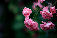 Flower 4.jpg Flower 4.jpg