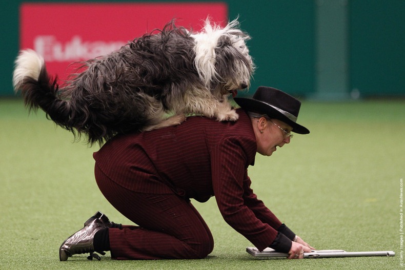 crufts-2012-15