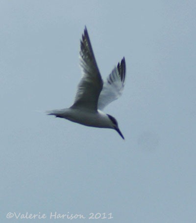 [3-sandwich-tern%255B2%255D.jpg]