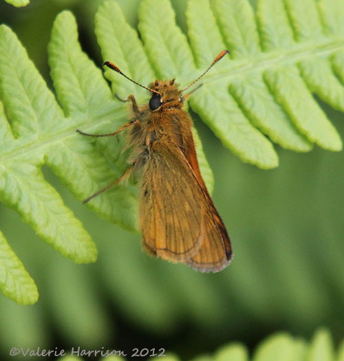 [large-skipper-22.jpg]