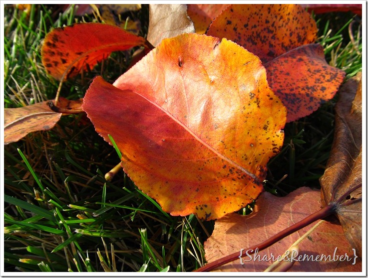 leaves04