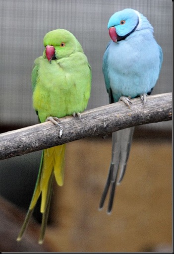 Ring-Necked Parakeets DSC_0084
