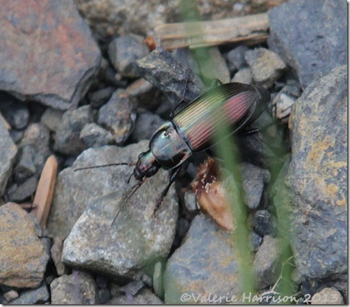 41 beetle Poecilus versicolor