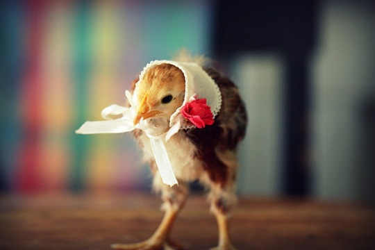 [chick-in-hats-8%255B2%255D.jpg]