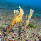 Ghost pipefish (Duain, Negros)