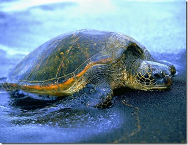 tartaruga