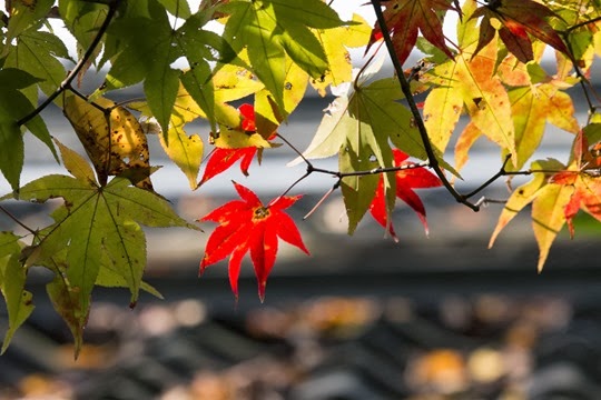 20131117-_MG_1270 20131117-_MG_1270