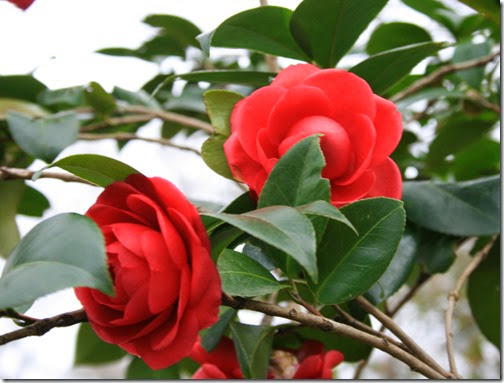 camelia r 2