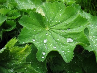 [lotus-effect%255B2%255D.jpg]